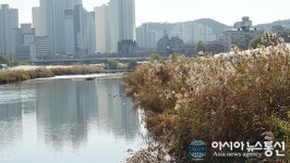 은빛 물결 가득한 청주무심천