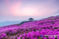 산청군 황매산철쭉제 기간 산청↔합천 셔틀버스 운행