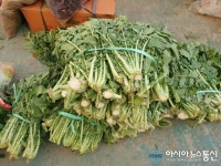 청도전통시장의 무청...웰빙식품으로 주목받아