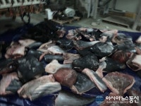 울진해양경찰서, 밍크고래 불법포획 조직 검거