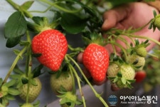 [산청군 브리핑] 딸기 농가에 수정 벌 지원.. 노동력 절감·수익 증대 등