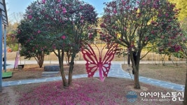 [아통포토]피고 진 애기동백꽃잎 분재공원 곱게 물들여