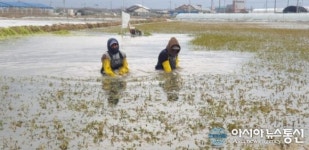 겨울철 입맛 돋우는 전주미나리 수확 한창
