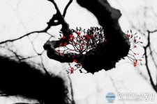 [아통포토] 정상기 사진전, 한라산붉은겨우살이 개최