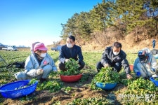남해군의 겨울은 ‘보물초’로 푸르다