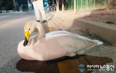 안산소방서 대부119안전센터, 천연기념물 큰고니 구조
