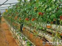강화군, 한겨울 고품질 토마토오이 출하 구슬땀