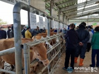 충남 예산군, 가축경매시장 운영으로 축산기반 구축 성과