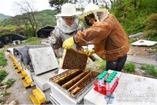 경기도동물위생시험소, 꿀벌질병 구제약품 5만5415개 사육농가에 공급