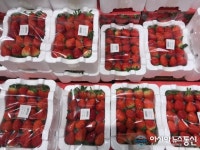 [아통포토] 눈 내리는 날, 달콤한 딸기 드세요