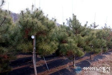 보은군, 정이품송 자목 100그루 민간분양 ‘100% 완료’...1그루당 110만원