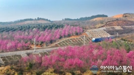 [아통포토] 분홍숲을 지나는 열차