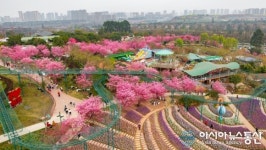 [아통포토] 청도에 활짝 핀 벚꽃