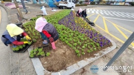 [아통포토]소규모 꽃동산으로 변신한 교통섬