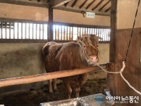 [아통포토] 한국민속촌 민가 내 황소