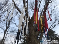 [아통포토] 5색천이 묶인 성황당 나무