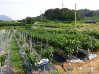 창원시 농업기술센터, 다호마산 농촌체험휴양마을 주말농장 회원 모집