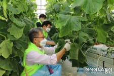 충남세종농협, 스마트팜 농장 찾아 일손돕기 구슬땀