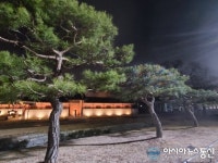 [아통포토] 왕이 머물던 화성행궁 앞 소나무