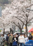 대전 서구 정림동, ‘제9회 정림동 벚꽃축제’ 취소