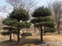 [아통포토] 푸르른 섬잣나무