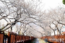 연분홍(벚꽃)으로 물들어가는 진해 관광명소 여좌천 로망스다리
