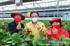 봉화 도란도란 톡톡베리 딸기 새로운 농가 소득원 기대