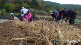 인삼재배…‘묘삼채굴이식’ 서둘러야
