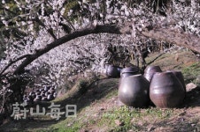 [울산매일 사진동호회 지상갤러리 - 봄의 소경(小景)]