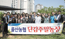 울산농협, 주말 과수원 개장