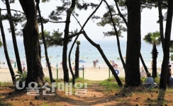 푸른 바다와 송림… 은빛 백사장… 그 섬에 가고 싶다