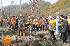 양산농협, 사과수확 봉사