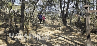 3㎞ 편백나무 숲길…힐링이 따로없네