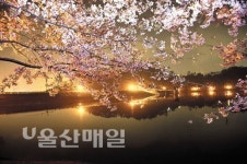 [디카로 본 세상] 선암호수공원의 봄야경