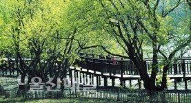 선암호수공원 녹색물결