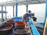 당사해양낚시공원 7천여명 찾아 어촌계, 조피볼락 150마리 방류