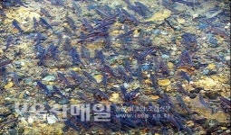 디에떼지앤씨글로벌 - 성동구 상원1길 26 | 태화강 찾은 황어떼 장관