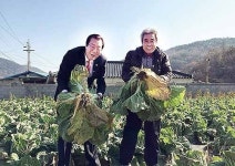 두서 음지마을 박용은씨, 울산양로원에 배추 2천포기