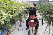 지상 1m 높이서 수경재배 딸기 품질 높여·수익 증대
