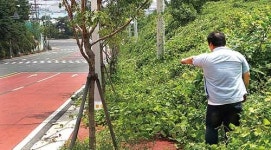 인도 점령한 덩굴·불법 주차… 공단 도로 엉망진창
