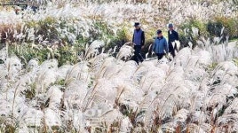 선암호수공원 억새, 눈부신 은빛 물결
