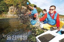 태화강에 다슬기 129만 마리 방류