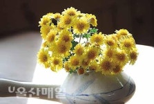 가을 햇살 듬뿍 머금은 향기로운 꽃차… 그윽한 가을의 여유를 즐긴다