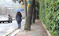 가로수가 동구 봉수로 인도 점령…내년부터 개선작업예산 부족해 찔끔공사 불가피