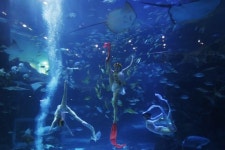 한화 아쿠아플라넷 봄맞이 수중공연 시작