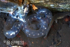 [산속풍경-영남알프스] 고헌산 정상 샘터의 도롱뇽 알