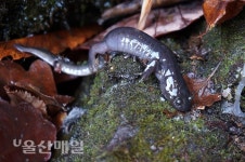 [산속풍경-영남알프스] 고헌산 정상 샘터의 도롱뇽