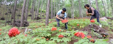 거창 산양삼 씨앗 따기