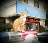 수원남부경찰서 영통지구대 길고양이 영통이