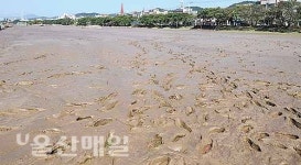뻘흙 뒤덮인 십리대밭 축구장
